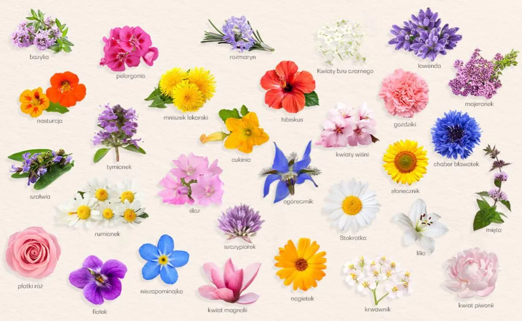 r&oacute;żne rodzaje jadalnych kwiat&oacute;w