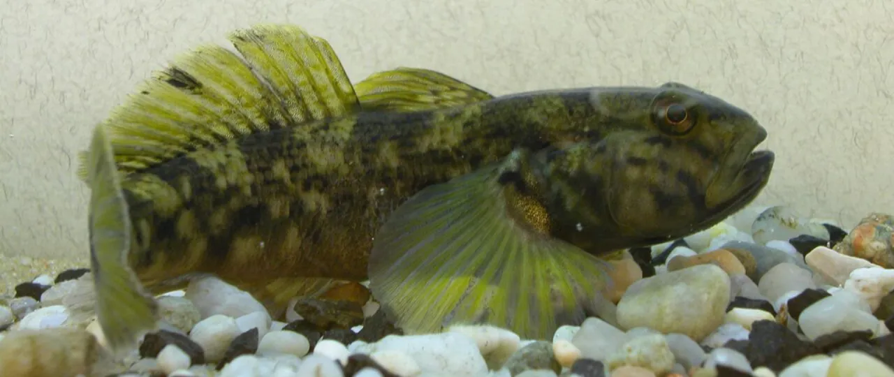 Babka bycza w Bałtyku