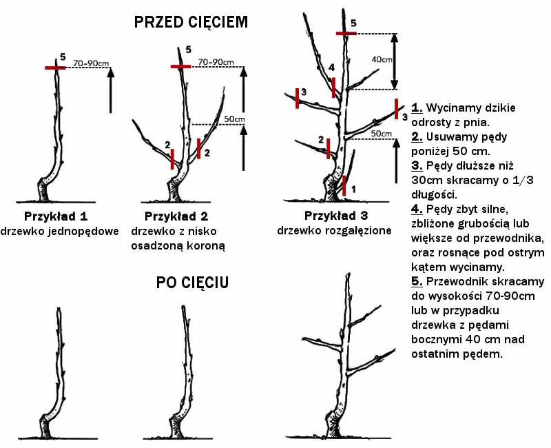 prawidłowe cięcie moreli nad pąkiem i na obrączkę