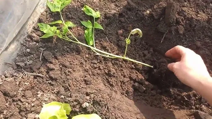 sadzenie pomidorów głęboko