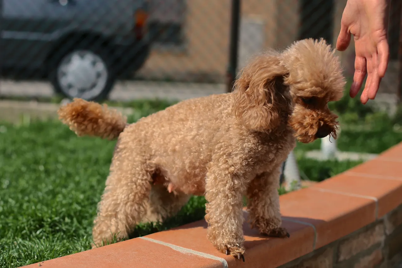 Zaniepokojona właścicielka bada sukę