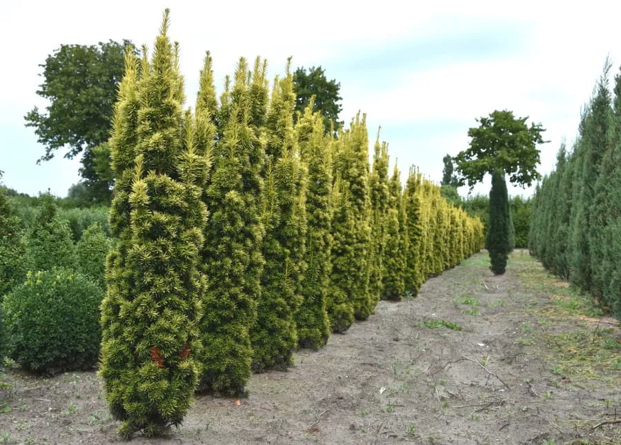 Cis pospolity w ogrodzie