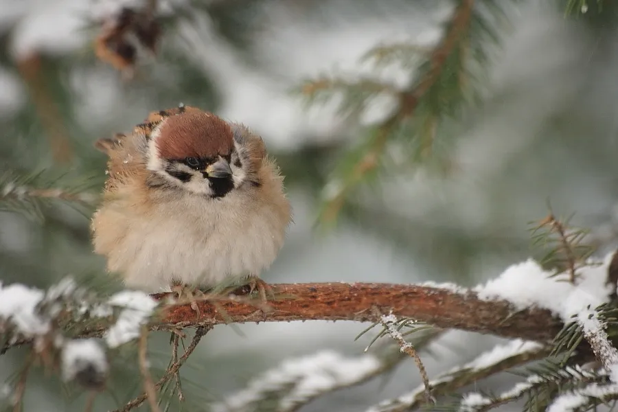 ptak stroszący pióra zimą