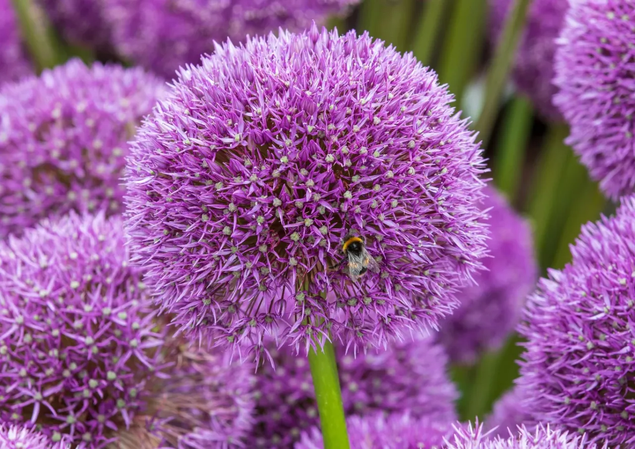Przycinanie czosnku ozdobnego dlaczego