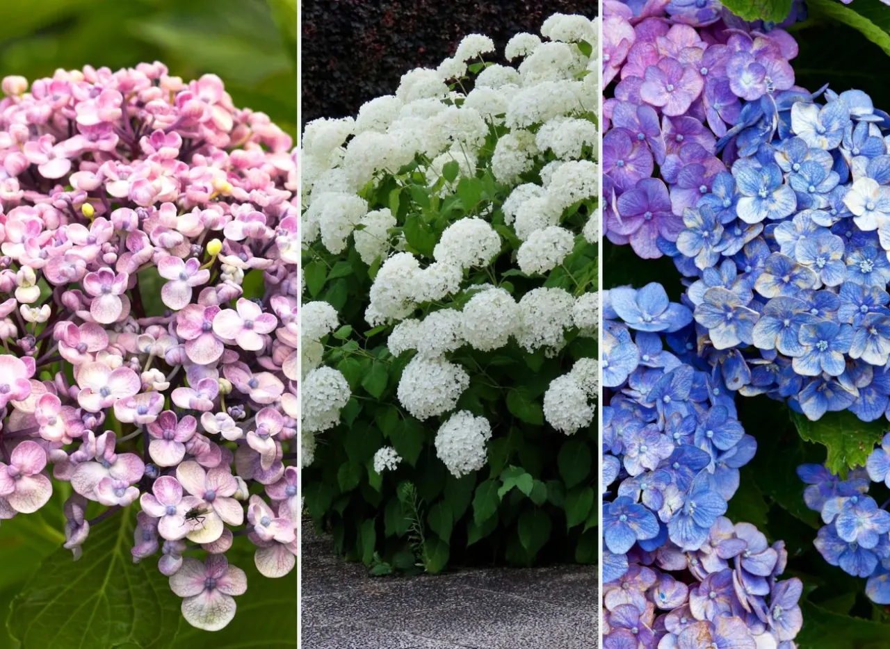 r&oacute;żne gatunki hortensji por&oacute;wnanie