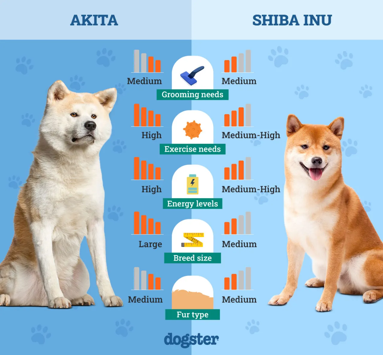 Porównanie wielkości Akita Inu i Shiba Inu