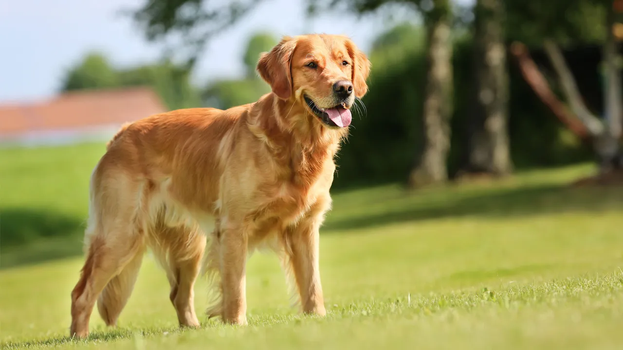 dorosły golden retriever prawidłowa waga