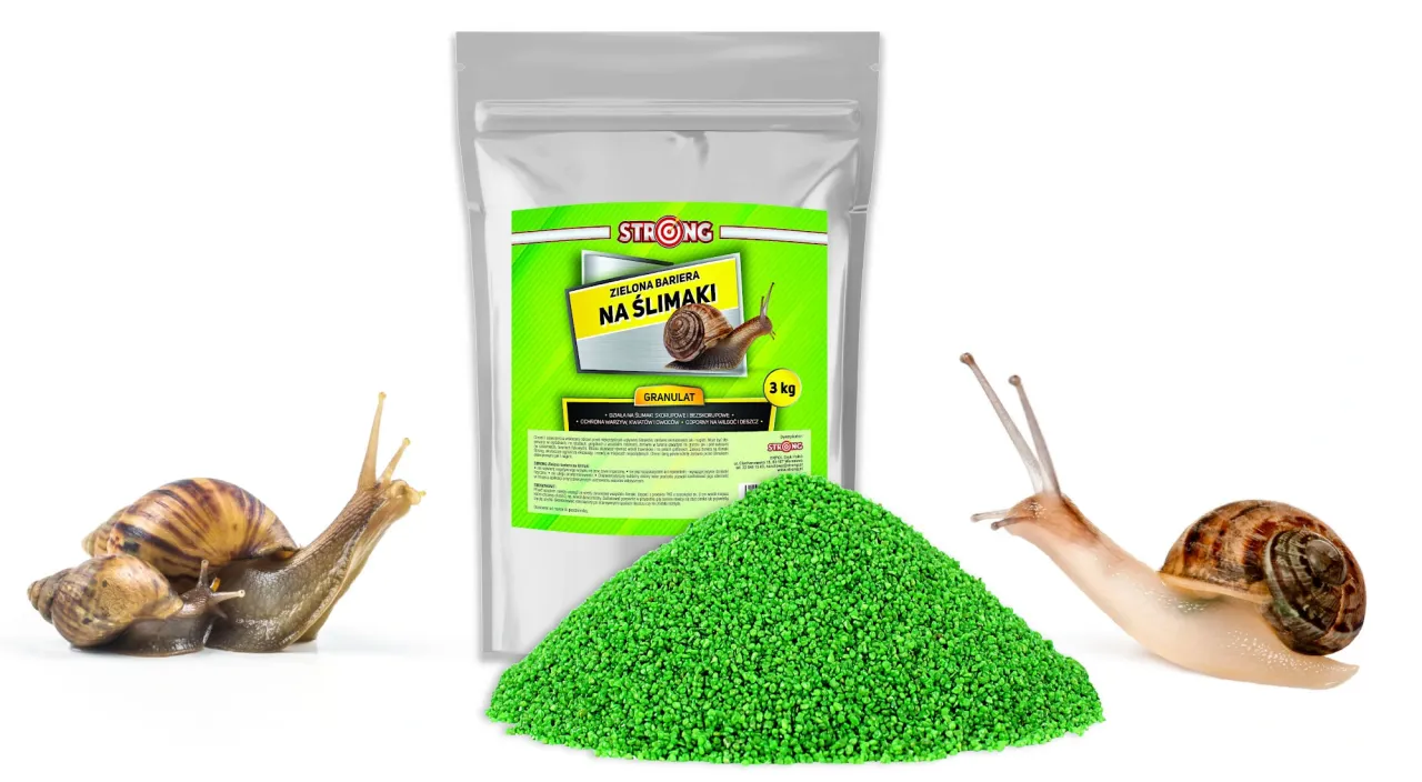 Ślimak nagoskrzelny na roślinie, zniszczone liście