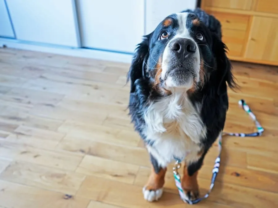 szczeniak daje sygnały że chce wyjść