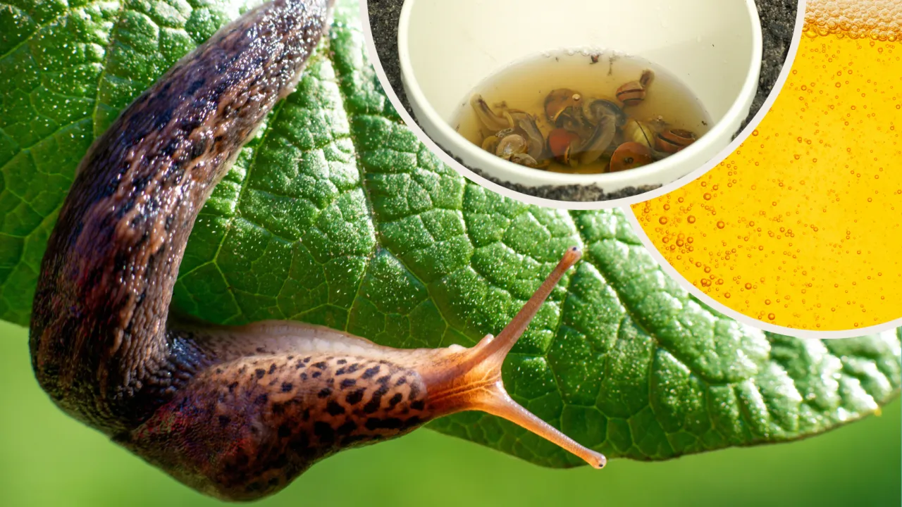 pułapka piwna na ślimaki DIY