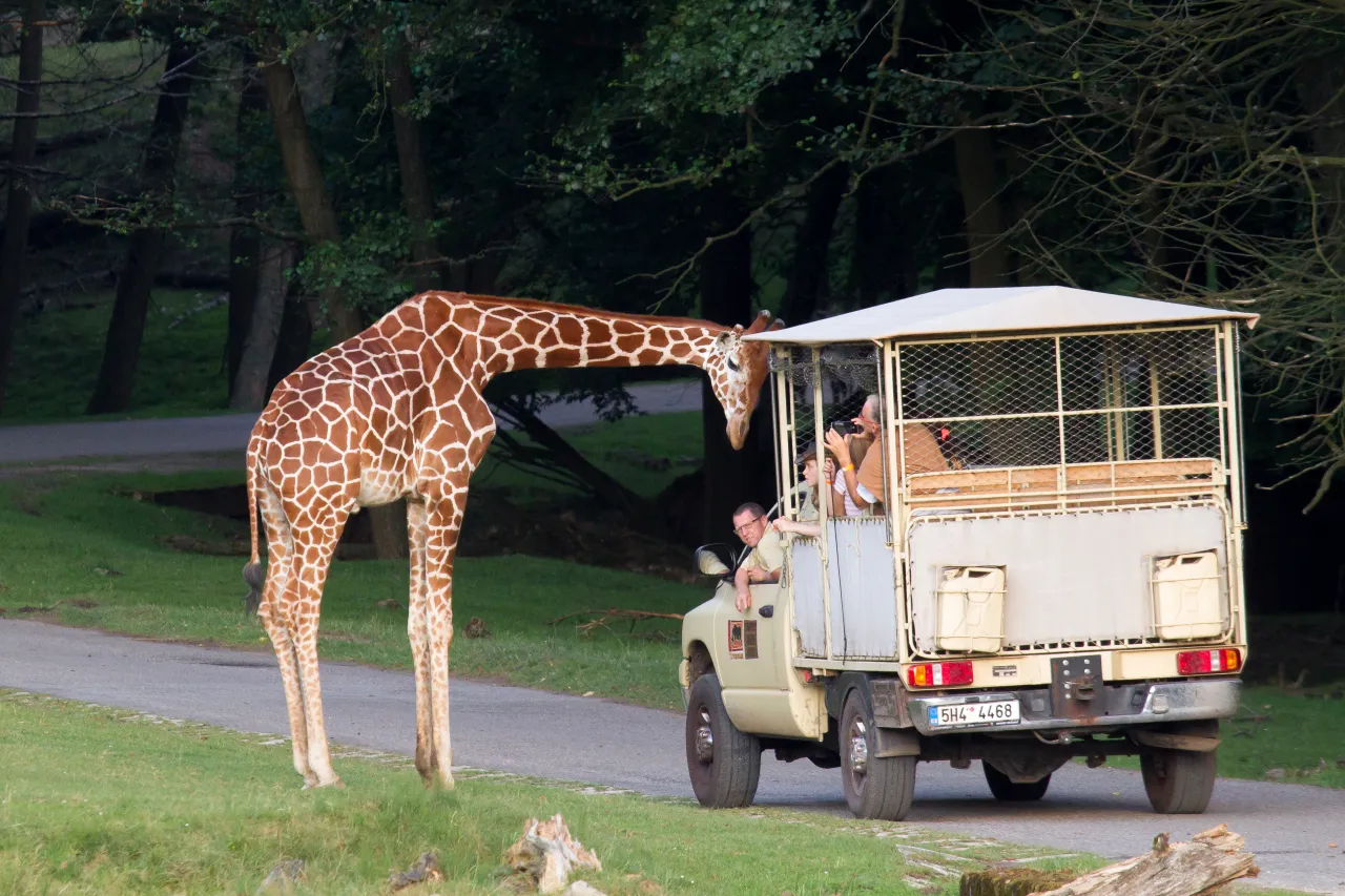 ZOO Safari Dvůr Králové