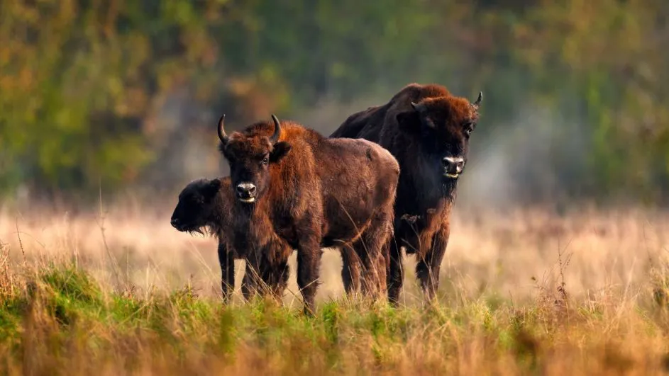 Białowieski Park Narodowy żubry