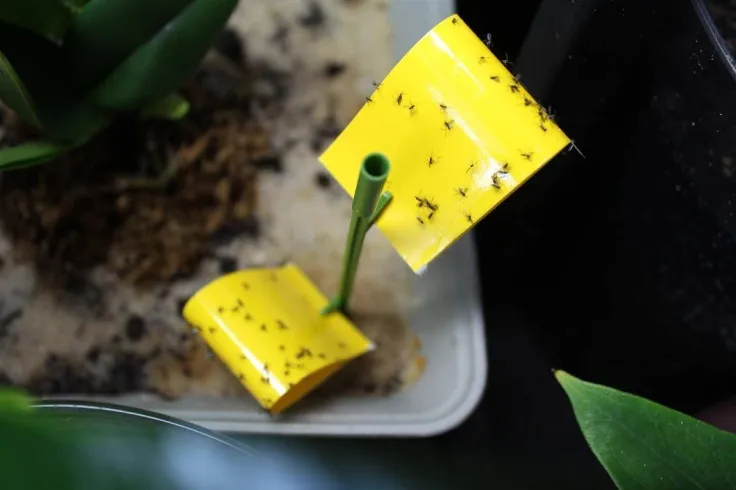 Ż&oacute;łte lepy na ziemi&oacute;rki w doniczce