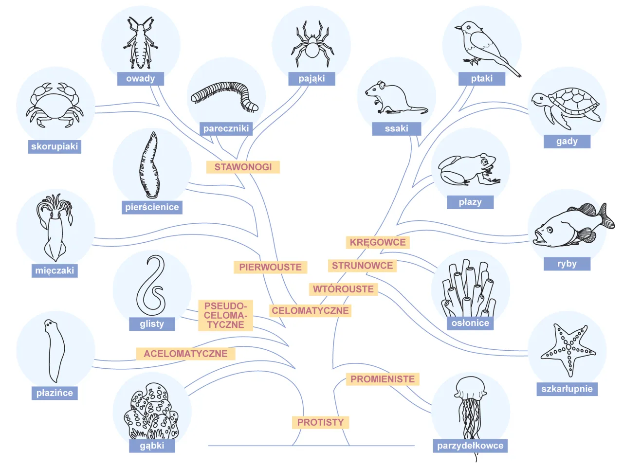 drzewo filogenetyczne kladogram