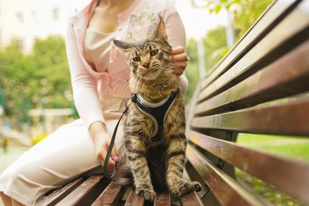 Kot wychodzący na spacerze w trawie