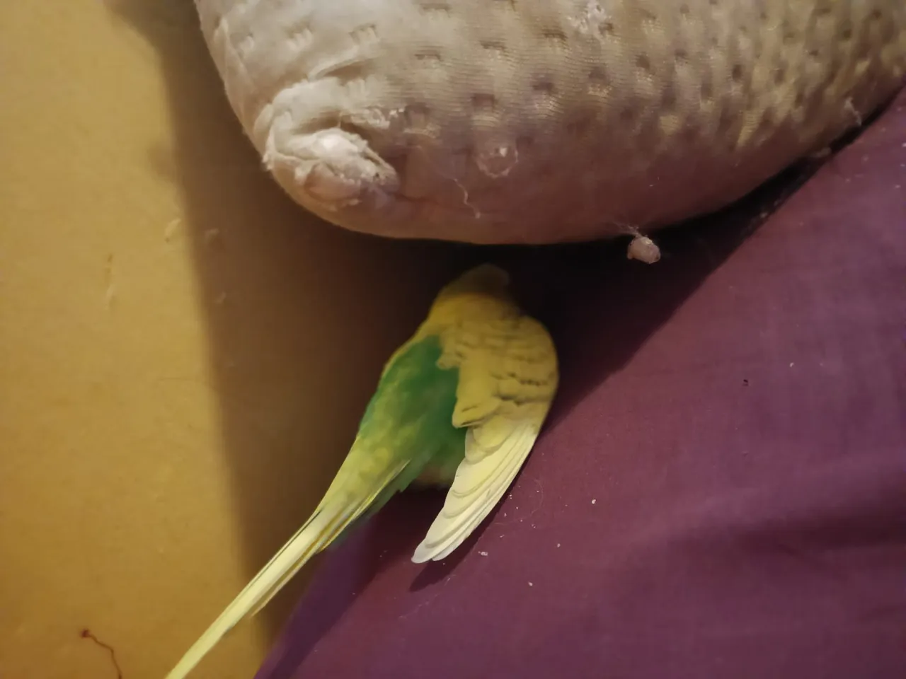 papuga śpiąca w klatce pod pokrowcem