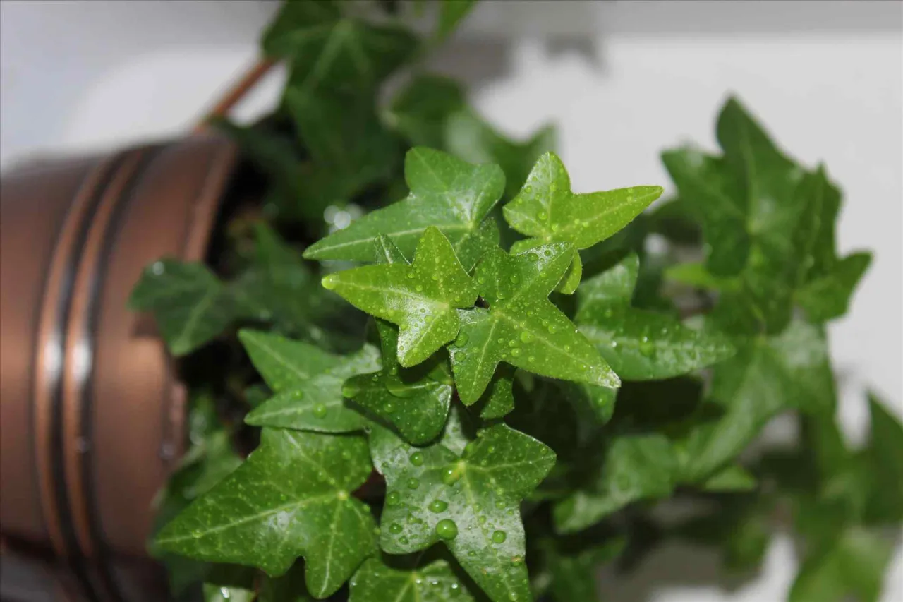 Rośliny doniczkowe produkujące tlen w nocy do sypialni