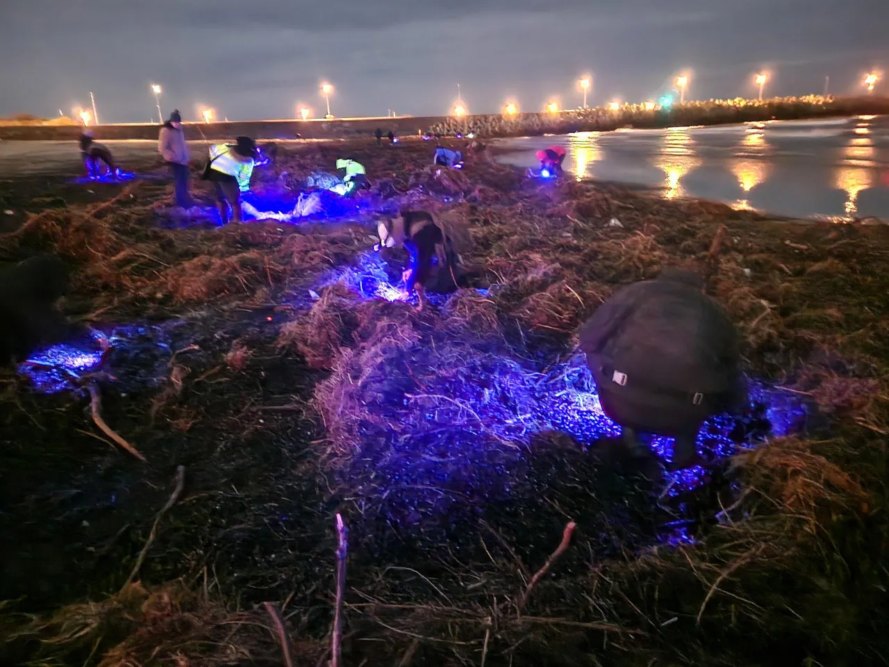Osoba szukająca bursztynu na plaży z latarką UV