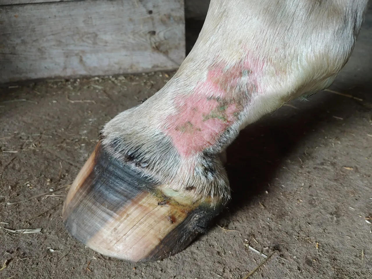 Koń z grudą na pęcinie