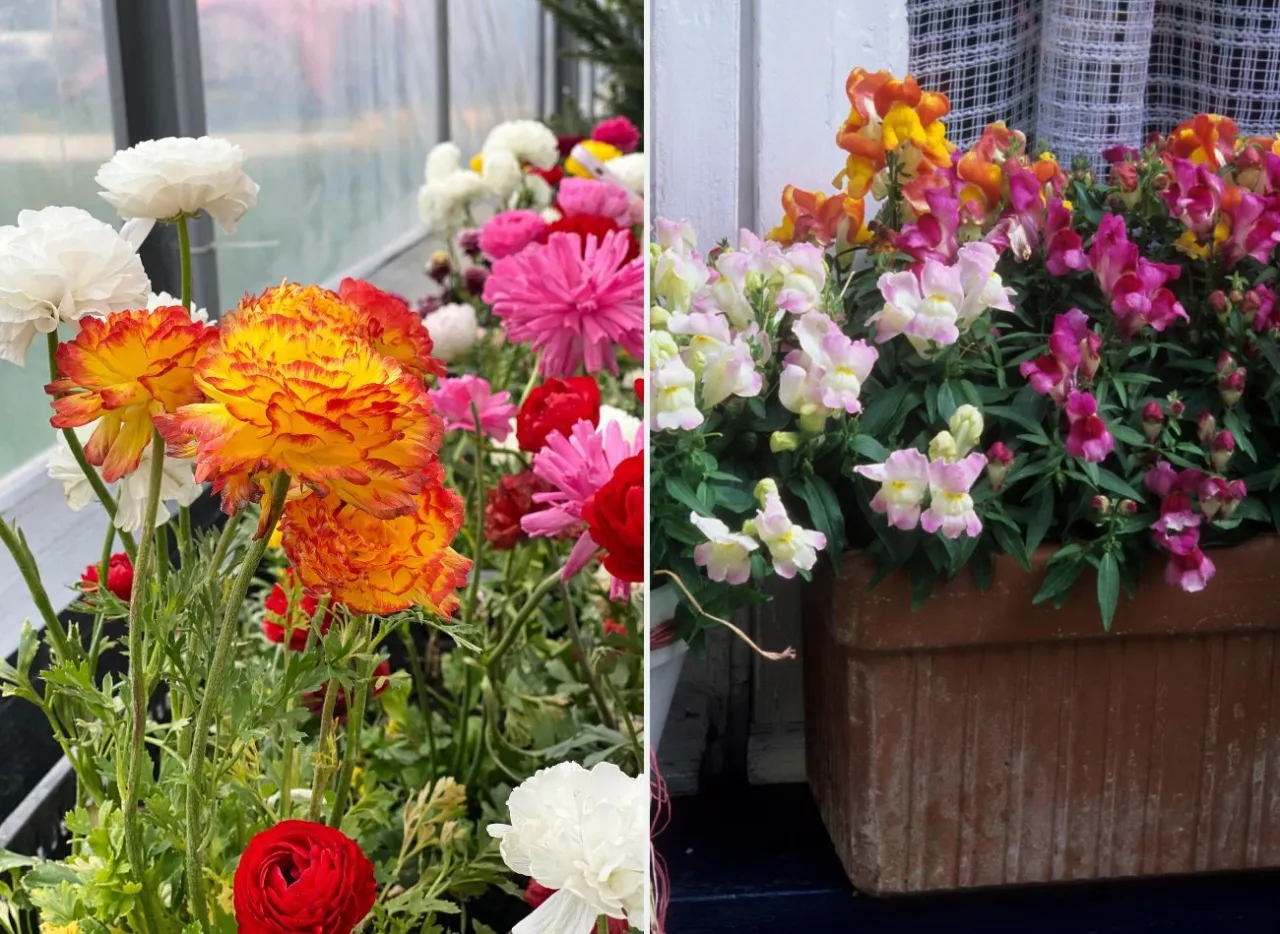 sadzonki kwiatów na balkon w kwietniu