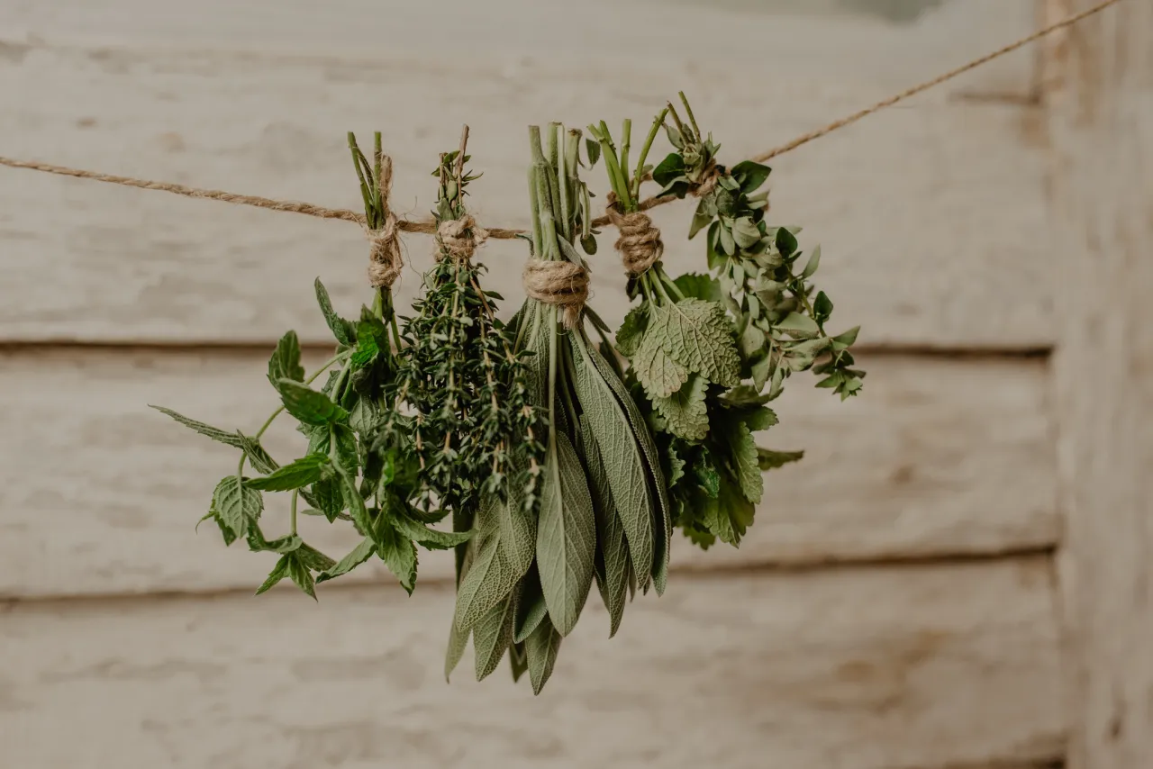 Pęczek zi&oacute;ł, w tym bazylii, suszy się na sznurku.