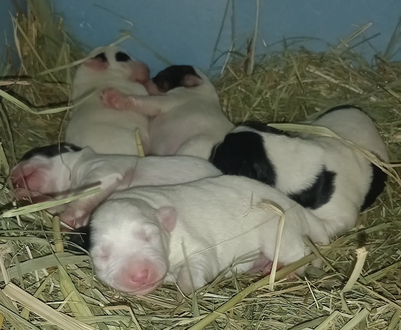 Szczeniaki do adopcji ogłoszenie