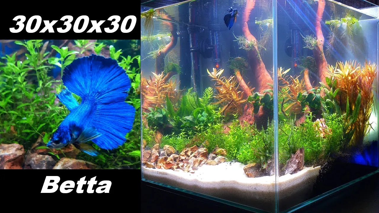 Bojownik wspaniały w akwarium 30l