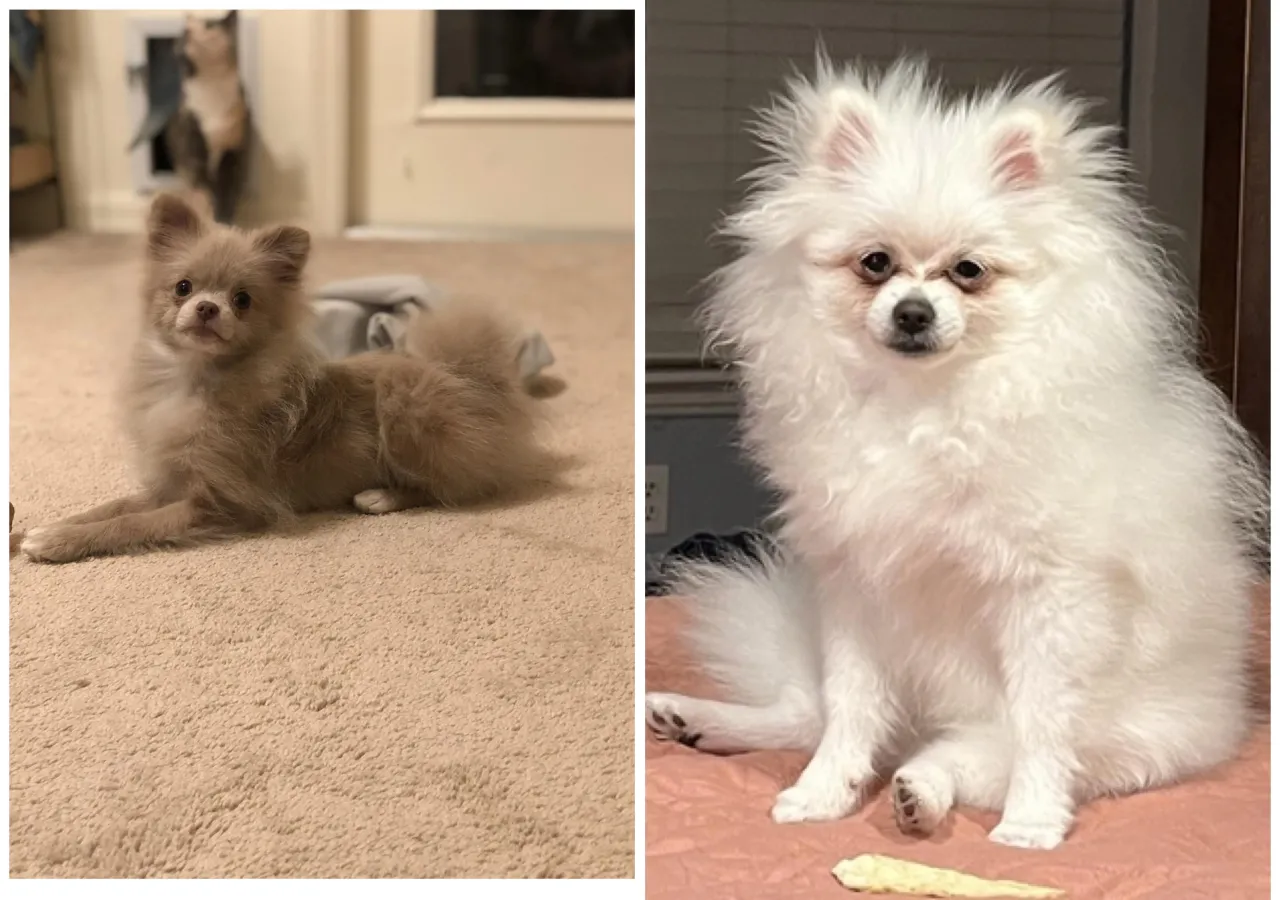 Pomeranian puppy uglies