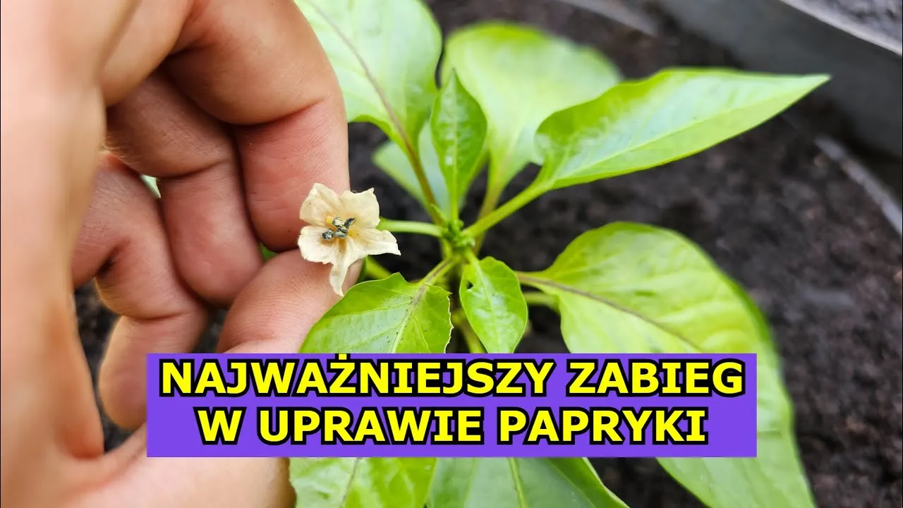 zapylanie kwiatu papryki