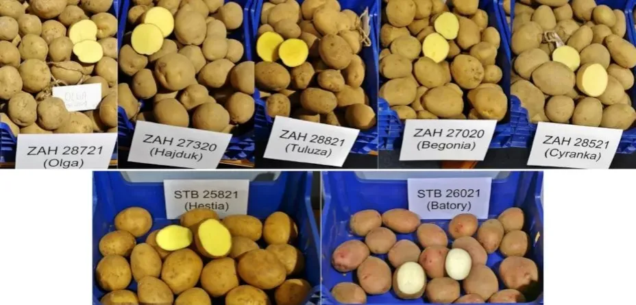 różne typy kulinarne ziemniaków infografika