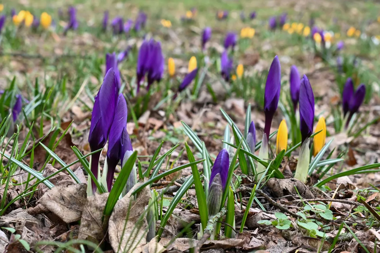 czynniki wpływające na kwitnienie krokus&oacute;w