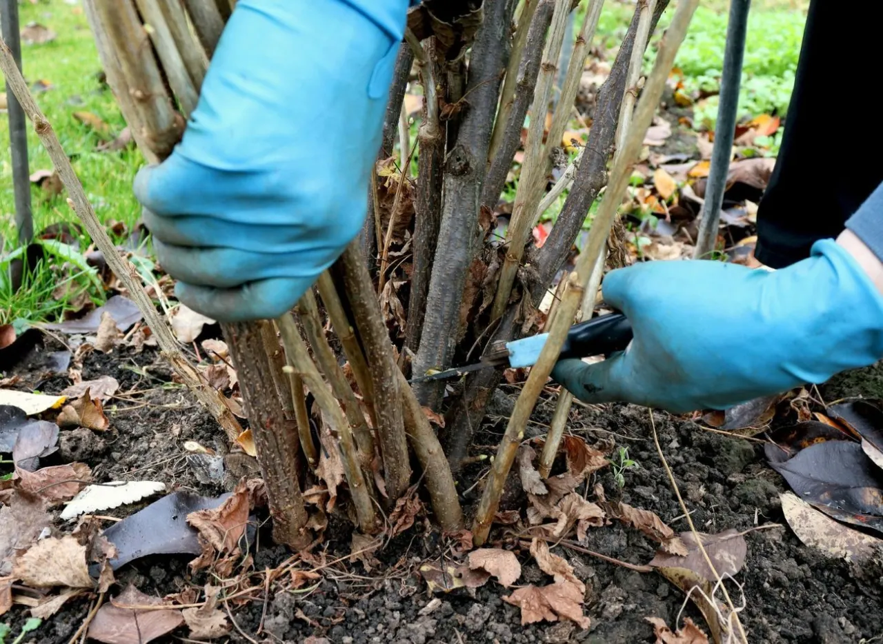 Błędy w przycinaniu porzeczkoagrestu