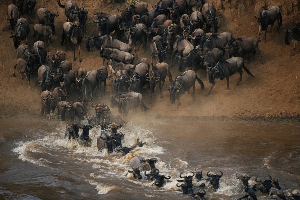 Wielka Migracja Masai Mara