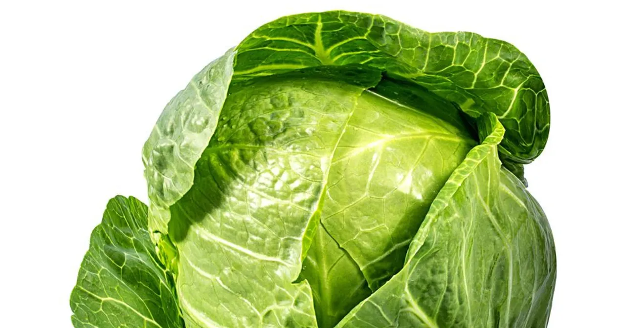 Zielona, świeża główka kapusty. Czy surowa kapusta jest zdrowa? Tak, jest pełna witamin i błonnika.