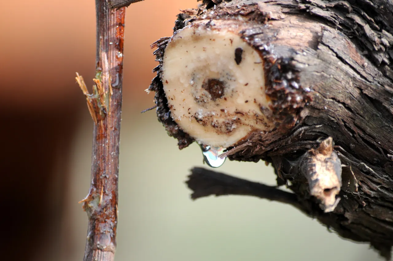kiedy przycinać winorośl płacz łozy