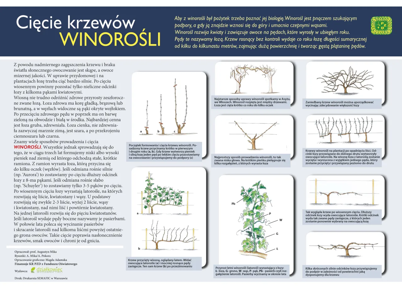 Ilustracje pokazują, jak przycinać winorośl na wiosnę, prezentując różne metody cięcia i formowania krzewów dla lepszego owocowania.