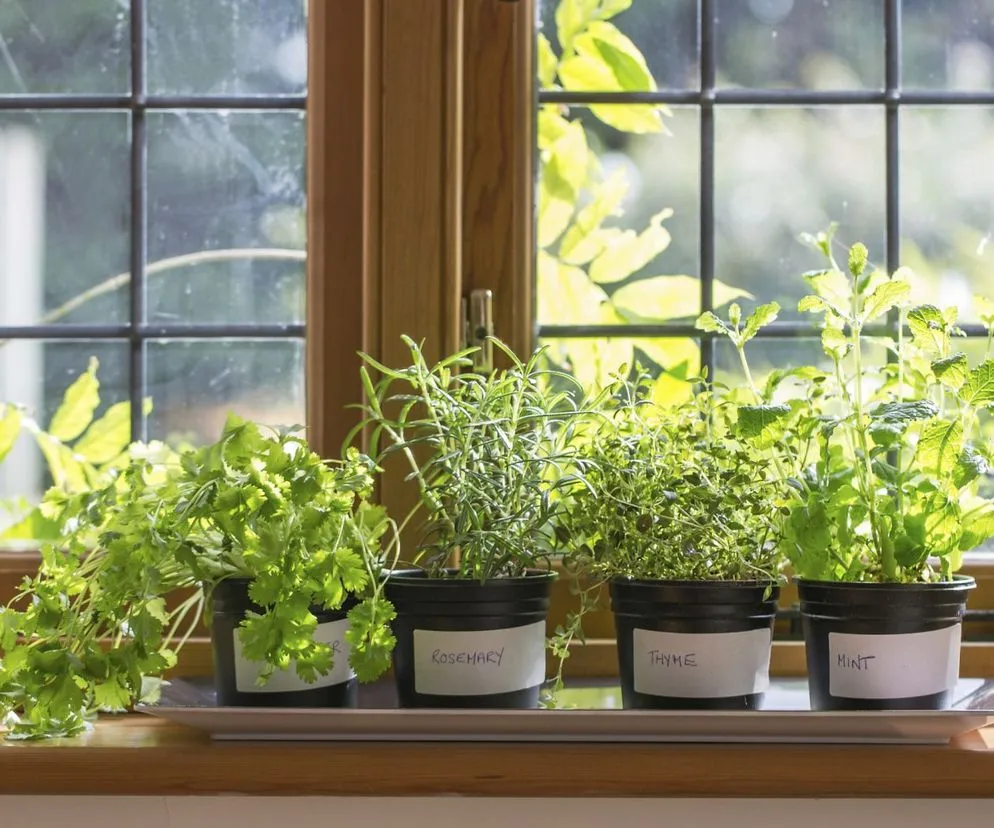 zioła na parapecie kuchennym bazylia mięta rozmaryn