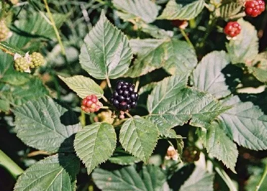 dzikie jeżyny i jeżyny uprawne porównanie