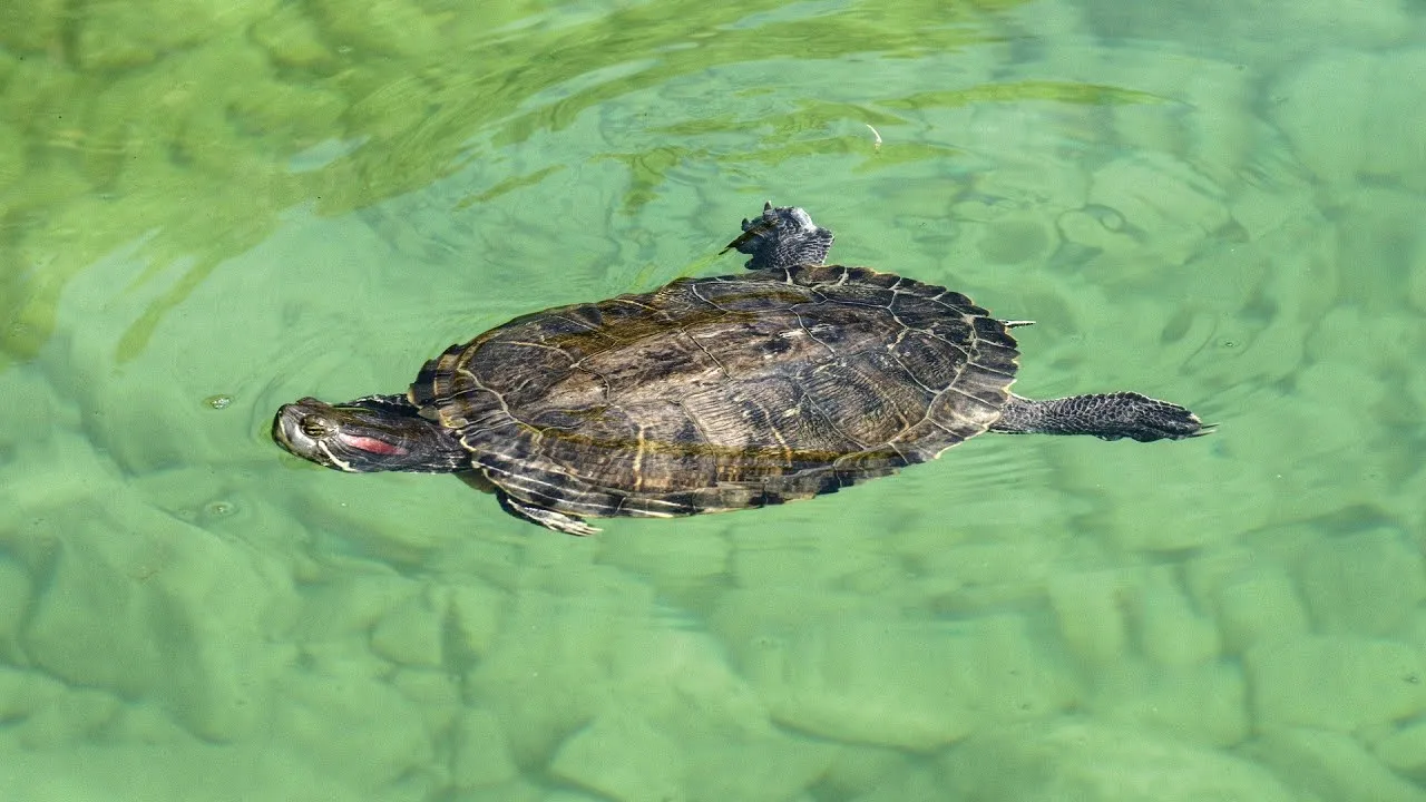 Jezioro Kournas rowerek wodny ż&oacute;łwie