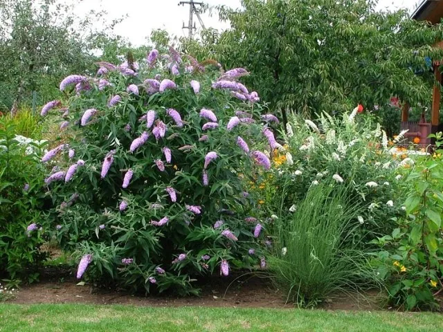 budleja davidii kwitnąca w ogrodzie