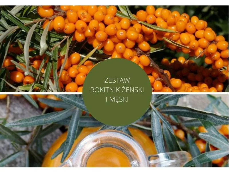 Kwiaty męskie i żeńskie rokitnika