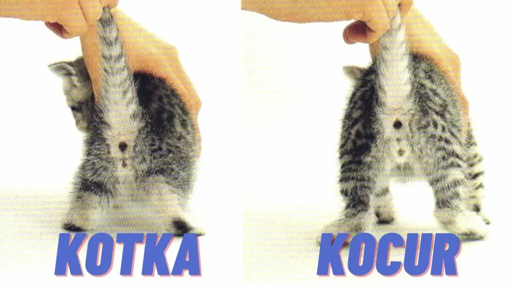 jak rozpoznać płeć kota kociaka grafika