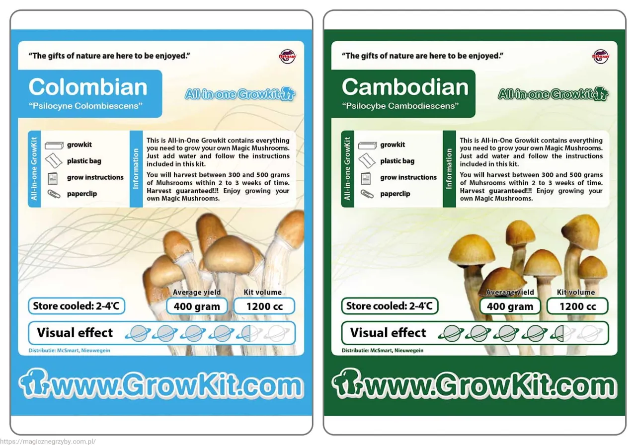 growkit grzybów do obserwacji