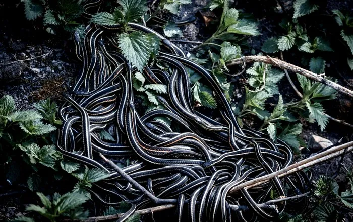 rytuały godowe węży