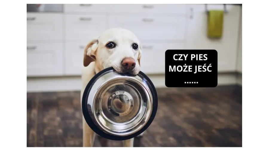 pies jedzący masło niebezpieczeństwa