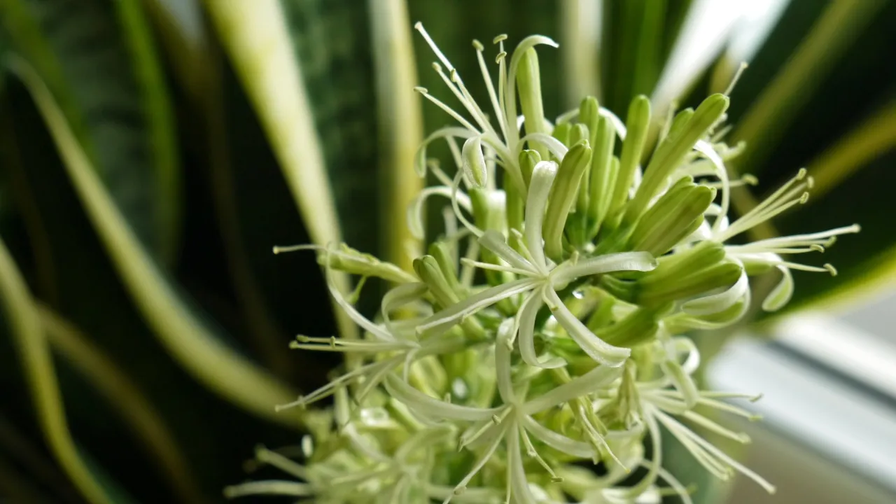 kwiaty sansewierii zbliżenie