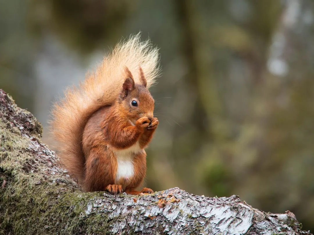 fotografia przyrodnicza obiektywem 75-300mm ptaki wiewi&oacute;rki