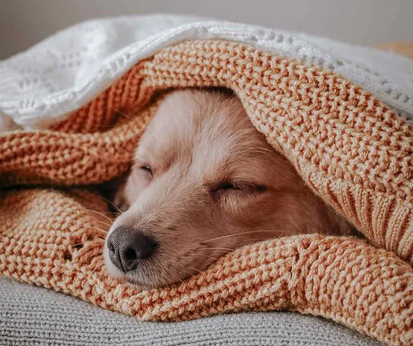 Hund schläft friedlich auf Tierarztdecke