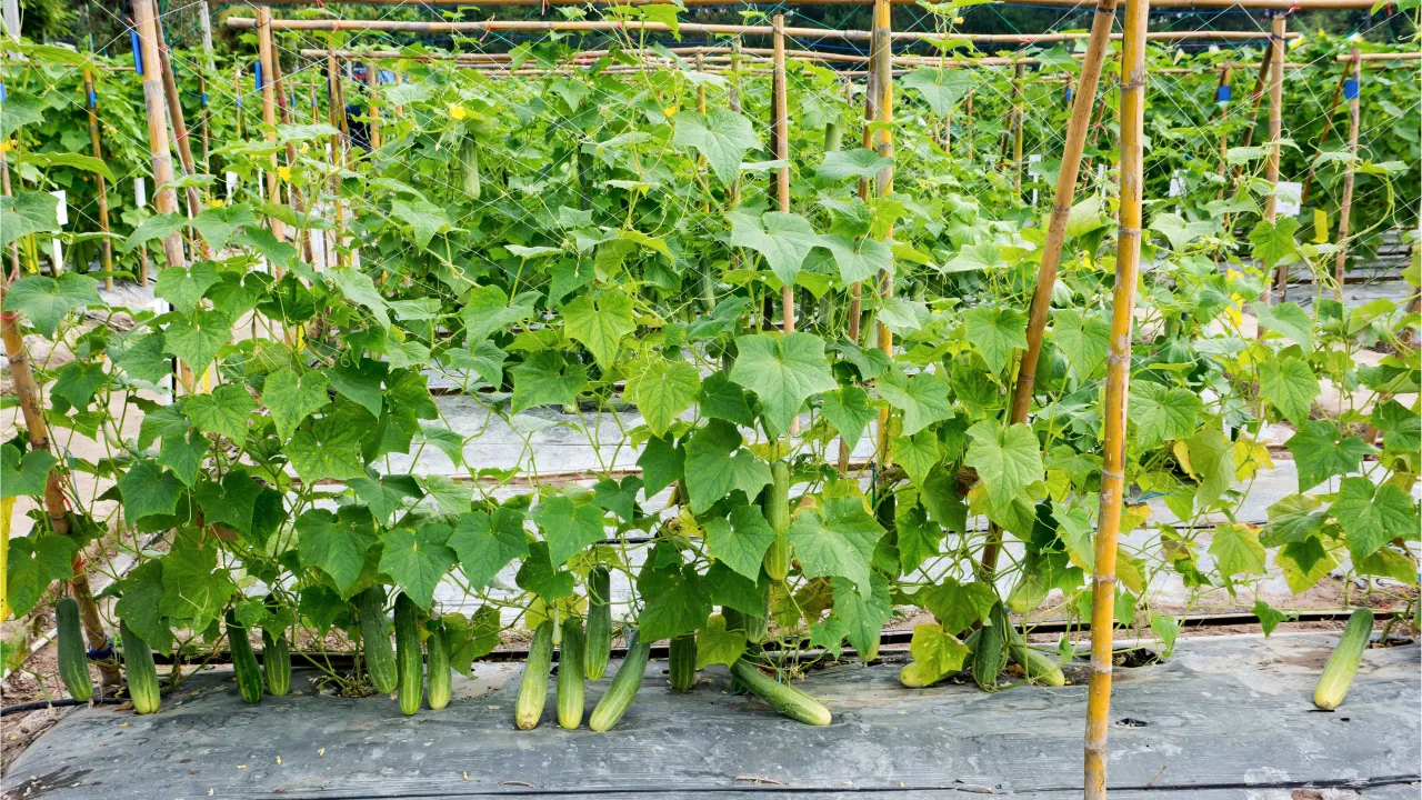 różne konstrukcje podpór dla ogórków pionowych