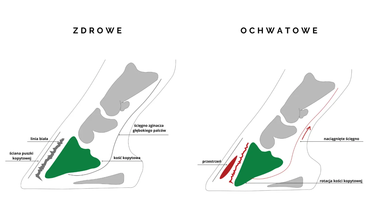 Koń na bujnym pastwisku ryzyko ochwatu